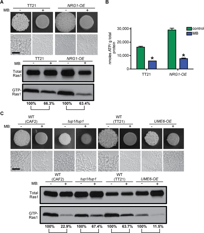 MB effects on Ras1 signaling are independent of the morphological switch and the blockage of other pathways.