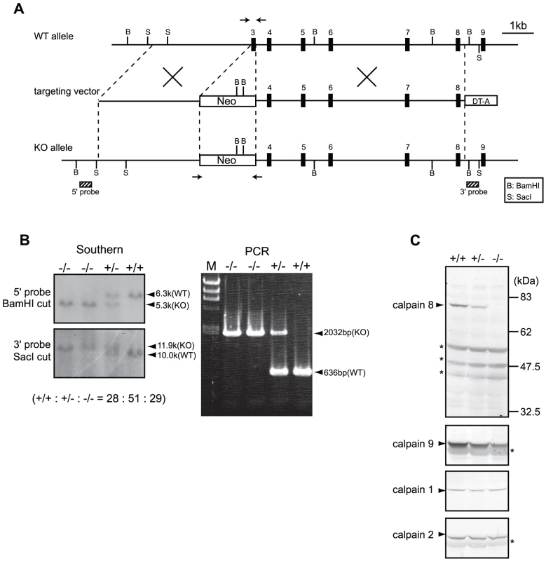 Generation of <i>Capn8<sup>−/−</sup></i> mice.