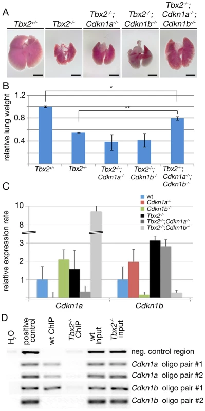 <i>Cdkn1a</i> and <i>Cdkn1b</i> are direct targets of Tbx2 in the lung mesenchyme.