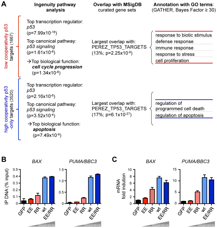 The requirement for DNA binding cooperativity functionally separates the p53 cistrome.