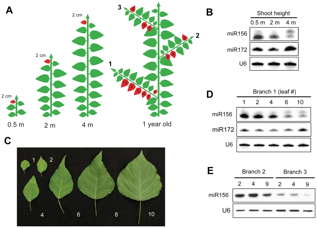 Spatial expression pattern of miR156 in <i>P. x canadensis</i>.