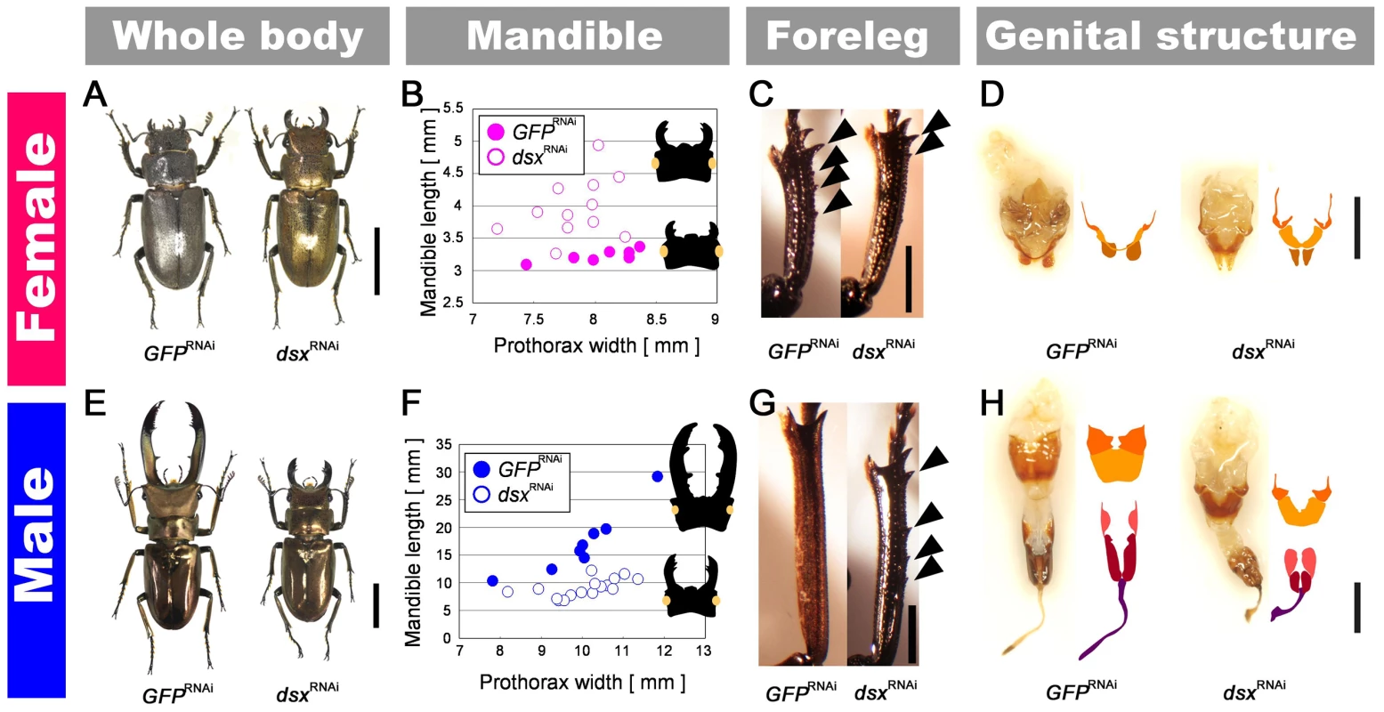 Intersex phenotypes of <i>dsx</i><sup>RNAi</sup> in females and males.