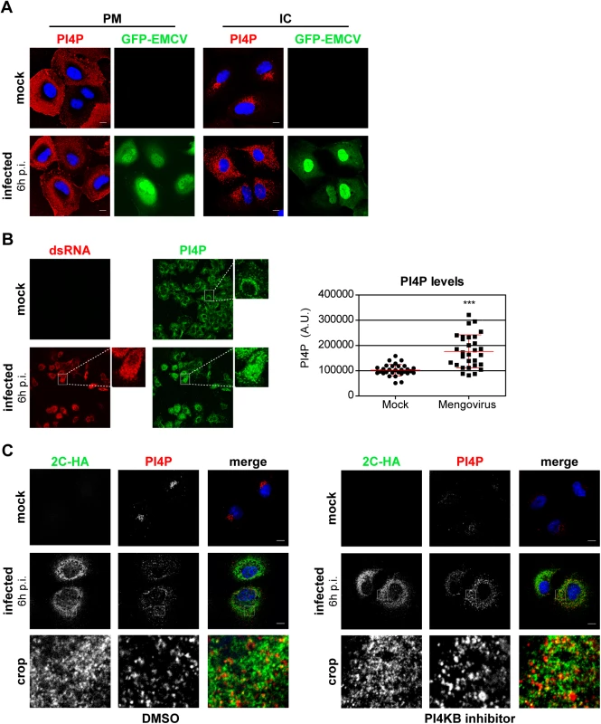 PI4P homeostasis is affected upon EMCV infection.