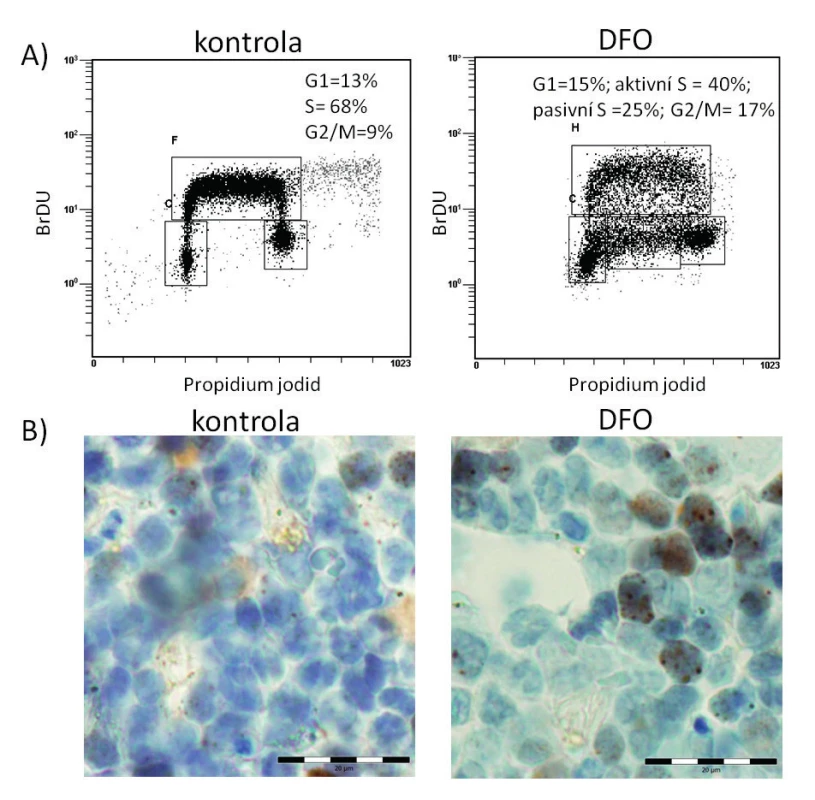 Analýza průchodu buněčným cyklem u hematopoetických progenitorů ovlivněných DFO a akumulace markeru poškození DNA v kostní dřeni u myšího modelu preleukemie po podání DFO
