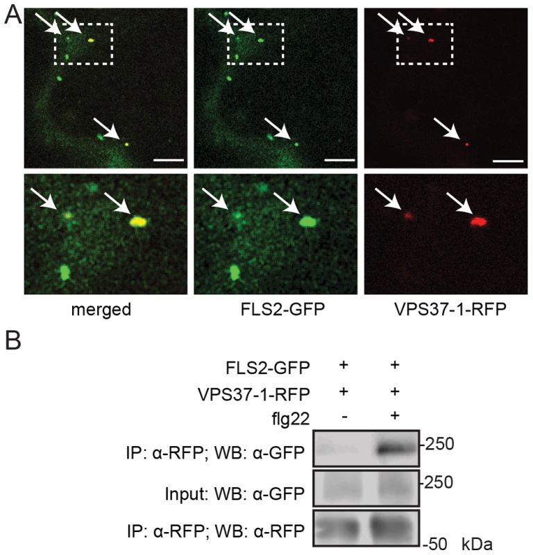FLS2 is present at ESCRT-I-positive compartments and forms an inducible complex with VPS37-1.