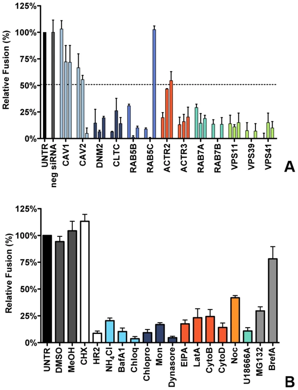 Clathrin-mediated endocytosis and late endosome-to-lysosome trafficking is required for MHV fusion.