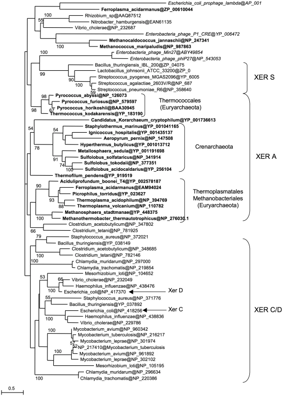 Xer phylogeny.