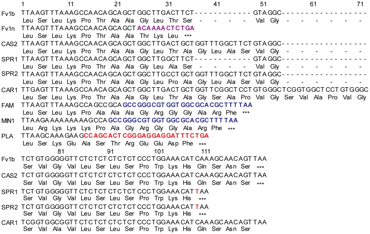 The C-terminal region of selected Fv1 proteins.