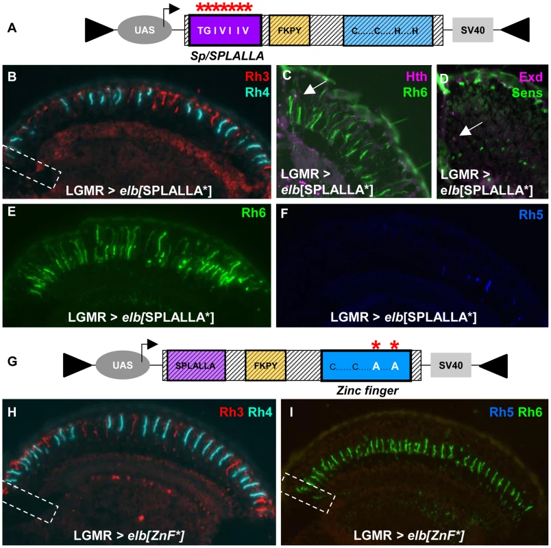 Mutagenesis of Sp/SPLALLA motif or zinc finger transform Elb into a dominant-negative.