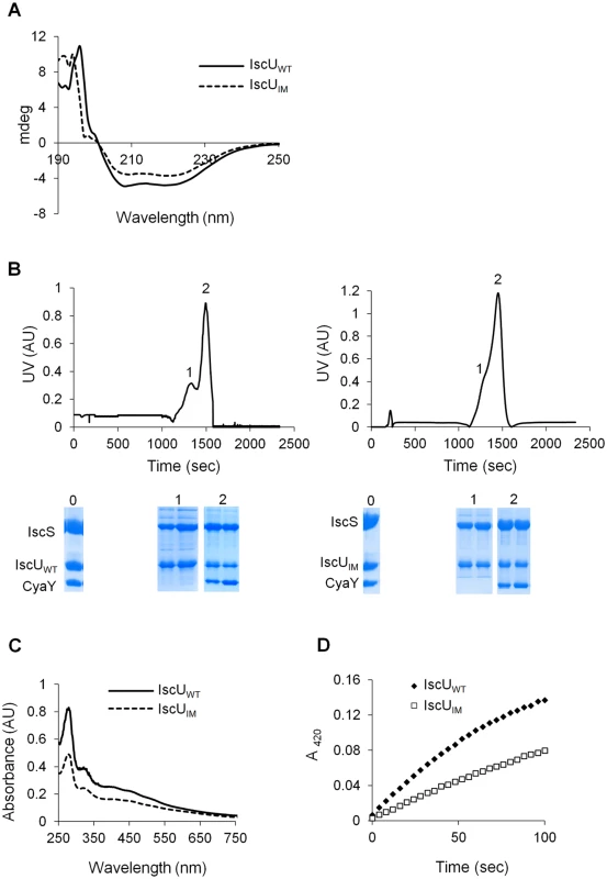 Analysis of IscU<sub>IM</sub> <i>in vitro</i>.