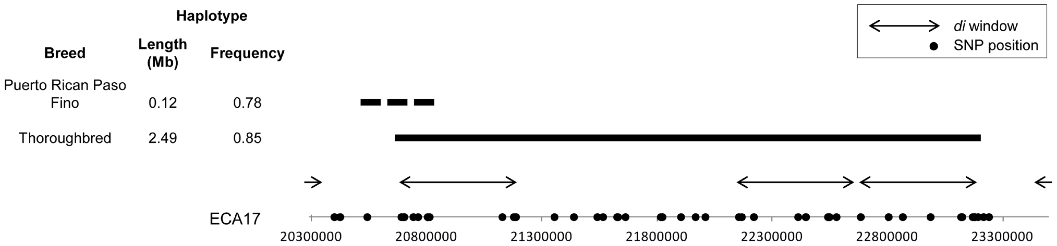 ECA17 haplotype frequency and position in the Thoroughbred and Puerto Rican Paso Fino.
