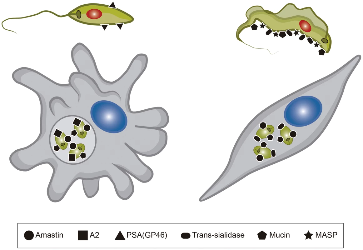Surface proteins present in <i>Leishmania</i> and <i>T. cruzi</i>.
