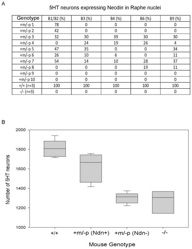 <i>Ndn</i> expression in the 5HT raphe nuclei of <i>Ndn+m/−p</i> individuals.