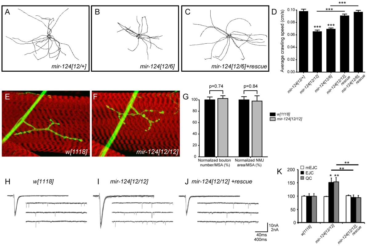 Requirement of <i>mir-124</i> for larval locomotion and synaptic transmission.