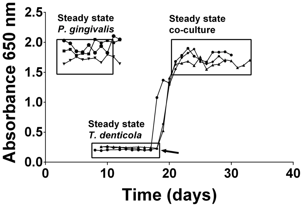 Continuous culture of <i>P. gingivalis</i> and <i>T. denticola</i> mono- and co-cultures.