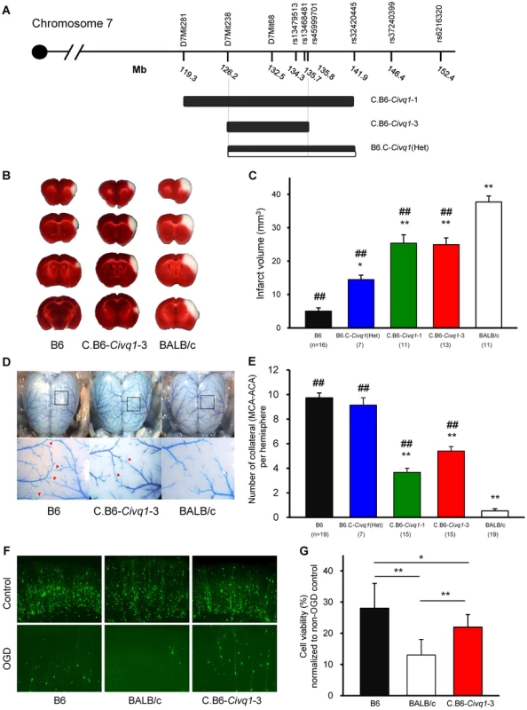The critical interval of chromosome 7 retains both infarct volume and collateral artery number phenotypes in congenic animals.