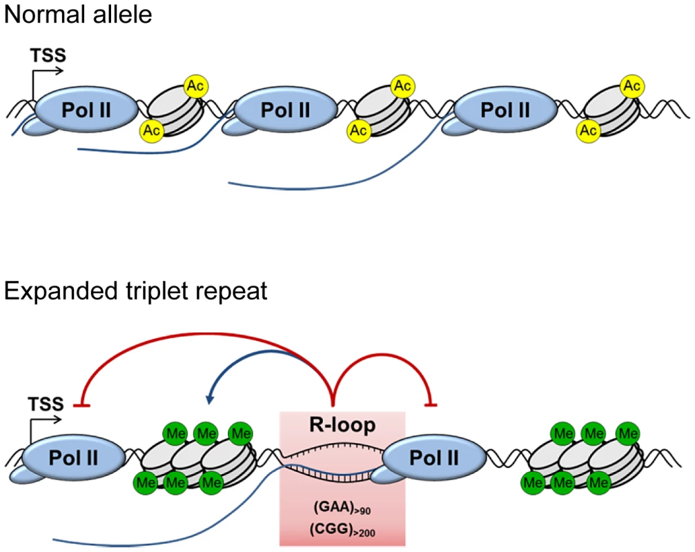 Model for the role of R-loops in mediating <i>FXN</i> and <i>FMR1</i> gene silencing.