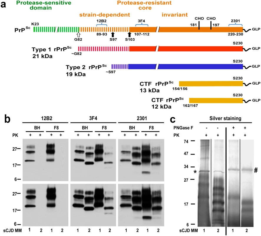 Schematic representation of PK-resistant fragments in rPrP<sup>Sc</sup> corresponding to Type 1 (MM1) and Type 2 (MM2) sCJD prions and molecular characteristics of purified human rPrPSc used in structural studies.