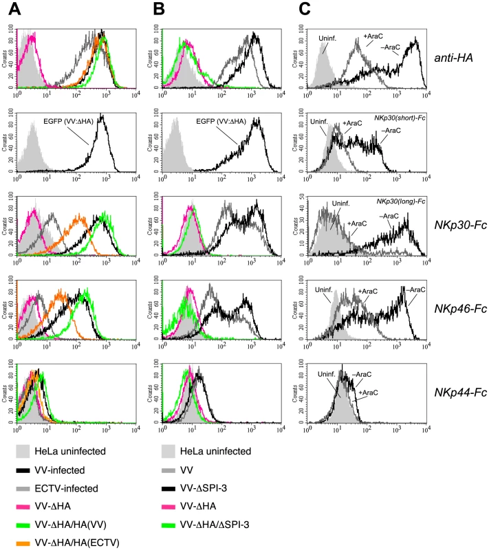 Increased binding of NKp30-Fc and NKp46-Fc is dependent on HA expression.