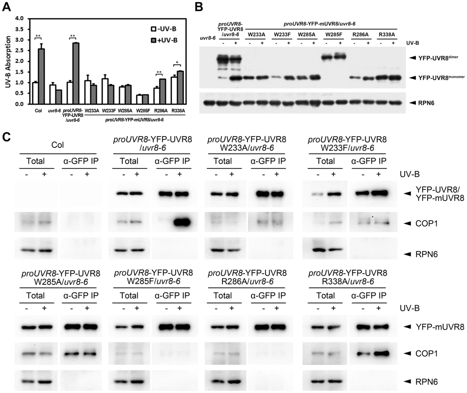 UVR8 mutations affect UV-B light perception, UVR8 monomerization and UVR8-COP1 association.