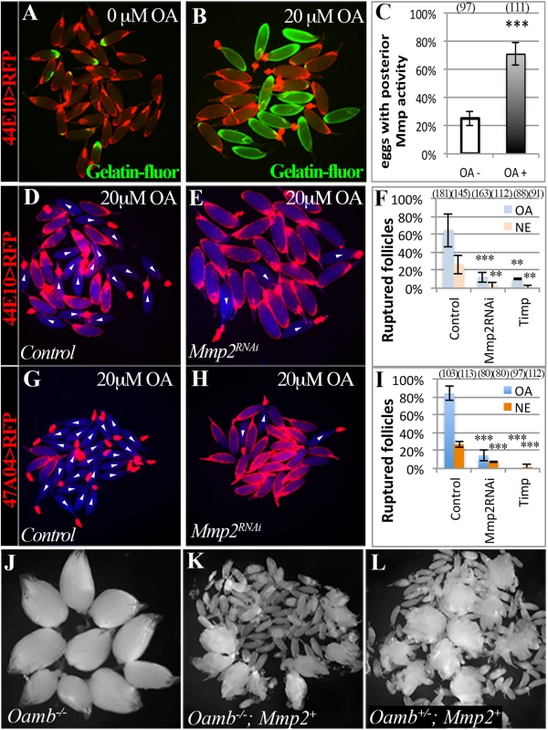 Adrenergic signaling activates Mmp2 to regulate ovulation.