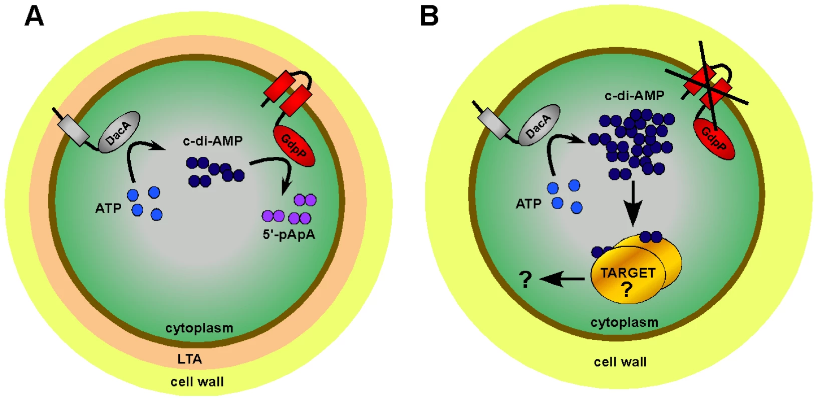 Model of c-di-AMP synthesis and degradation in <i>S. aureus.</i>