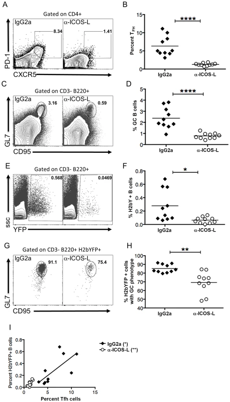 Differentiation of T<sub>FH</sub> cells is required for efficient establishment of MHV68 latency in B cells.