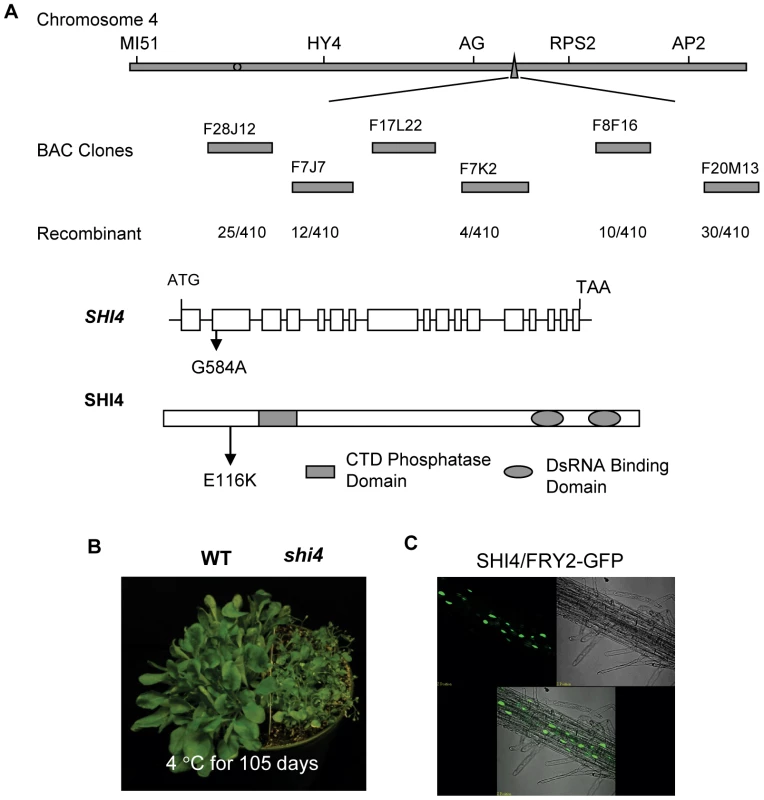 Map-based cloning and characterization of the <i>SHI4</i> locus.