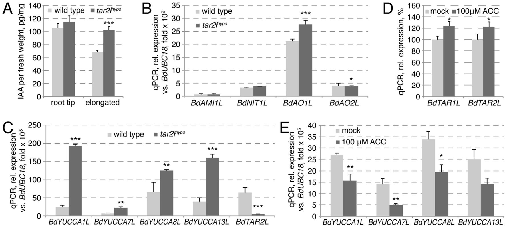 Auxin homeostasis in <i>Bdtar2l<sup>hypo</sup></i> roots and its relation to the ethylene pathway.