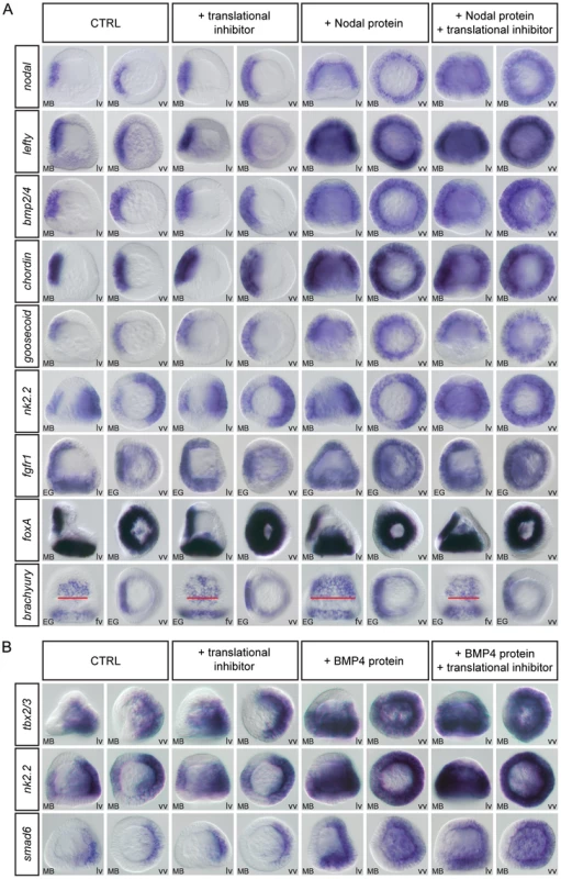 <i>nodal</i>, <i>lefty</i>, <i>bmp2/4</i>, <i>chordin</i>, <i>goosecoid</i>, <i>nk2.2</i>, and <i>fgfr1</i> are direct targets of Nodal while <i>tbx2/3</i>, <i>nk2.2</i>, and <i>smad6</i> are direct targets of BMP2/4 signaling.