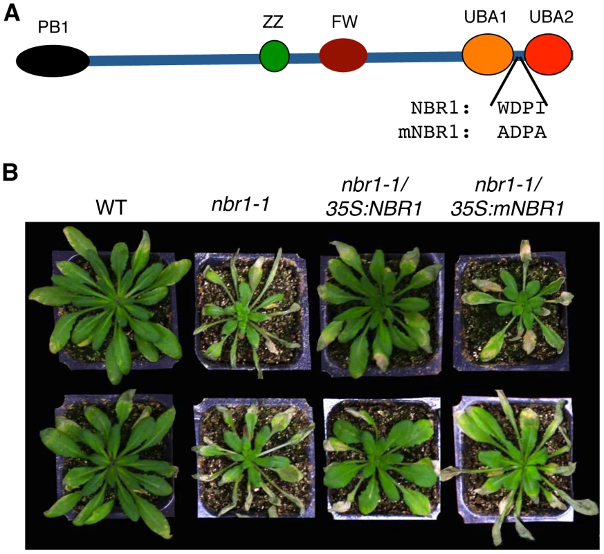 Requirement of the LIR motif for the critical role of NBR1 in heat tolerance.