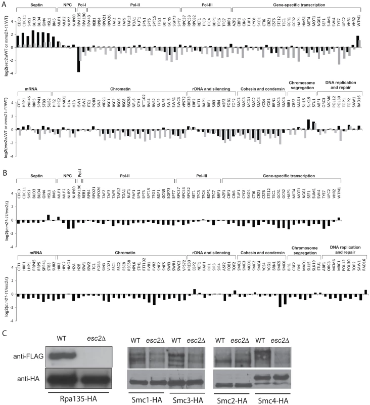 Effect of <i>esc2Δ</i> on the sumoylation of SUMO targets.