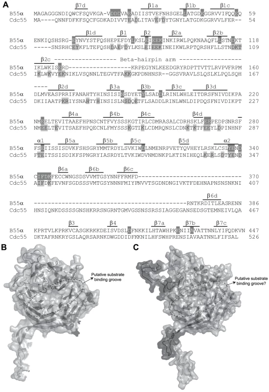 Comparison of B55α and Cdc55.