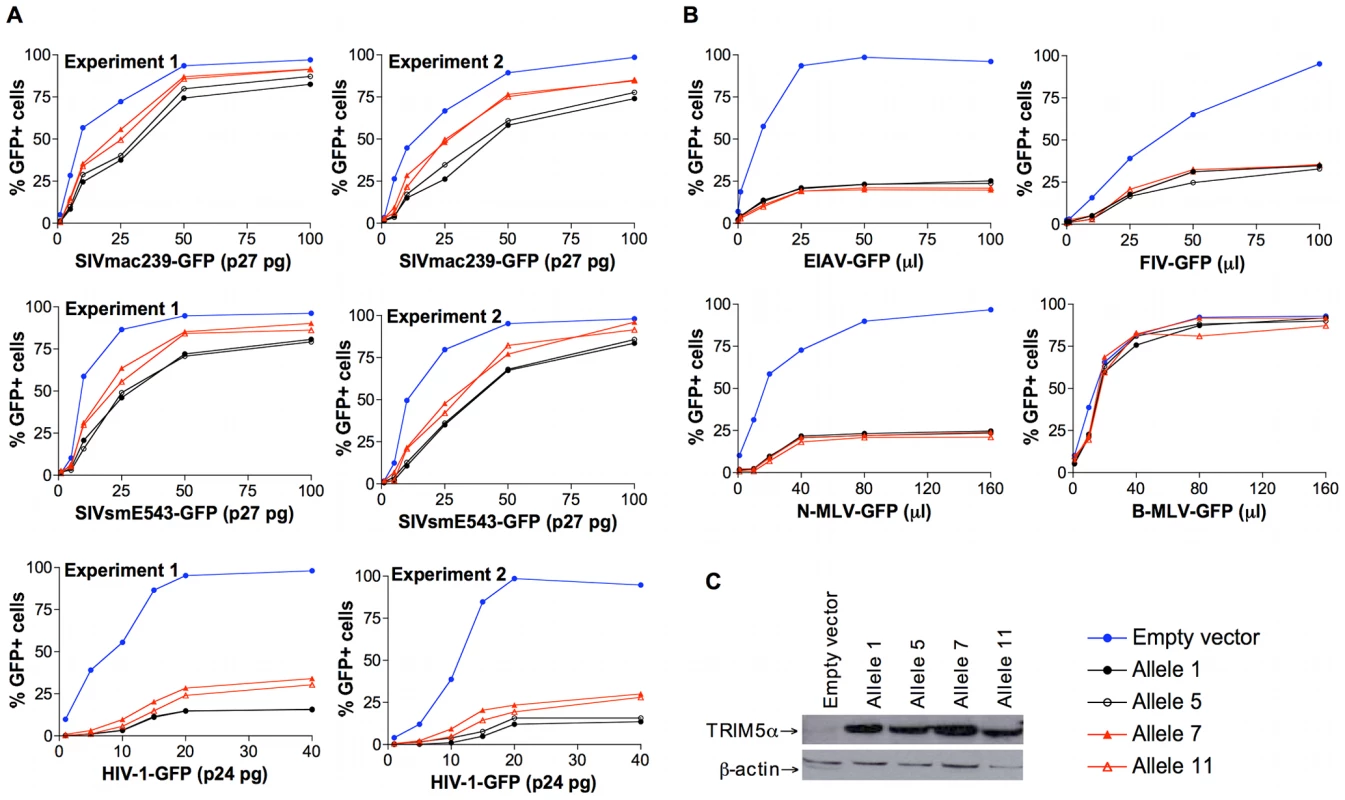 Antiretroviral activity of TRIM5α variants expressed in feline renal fibroblast (CRFK) cells.