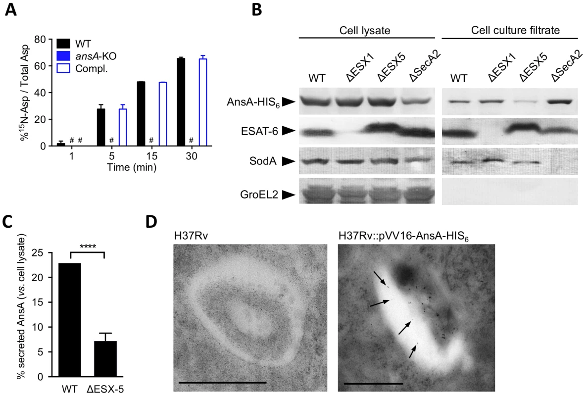 In vitro expression and localization of recombinant AnsA-His<sub>6</sub> in <i>M. tuberculosis</i> wild-type and ESX-1, ESX-5 or SecA2 mutant strains.