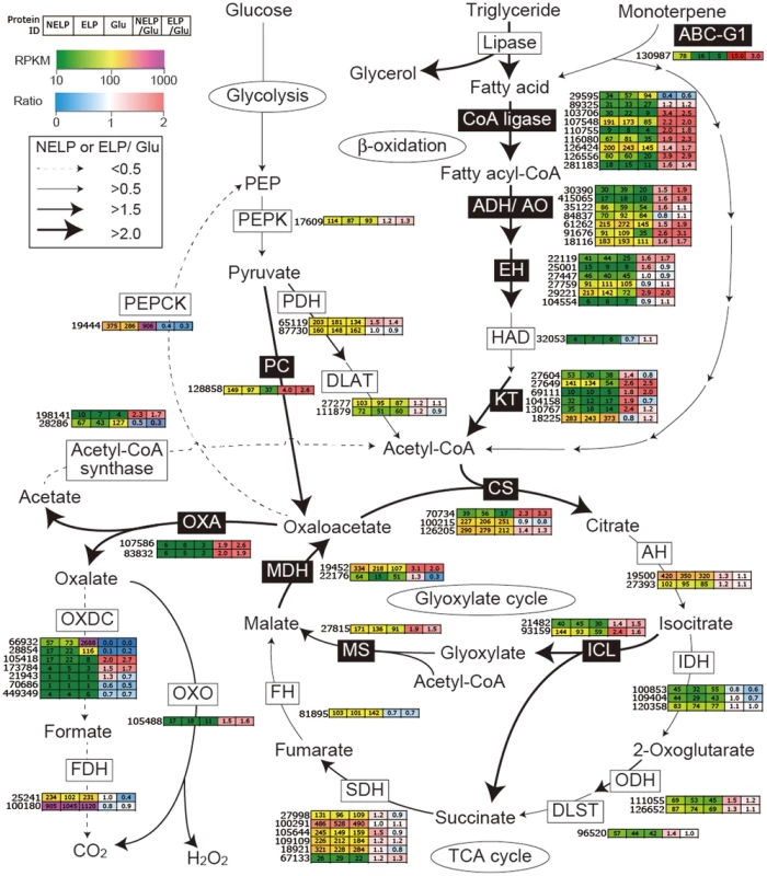 Glyoxalate shunt and proposed relationship to lipid oxidation when <i>P. gigantea</i> is cultivated on wood-containing media (ELP or NELP) relative to Glc medium.