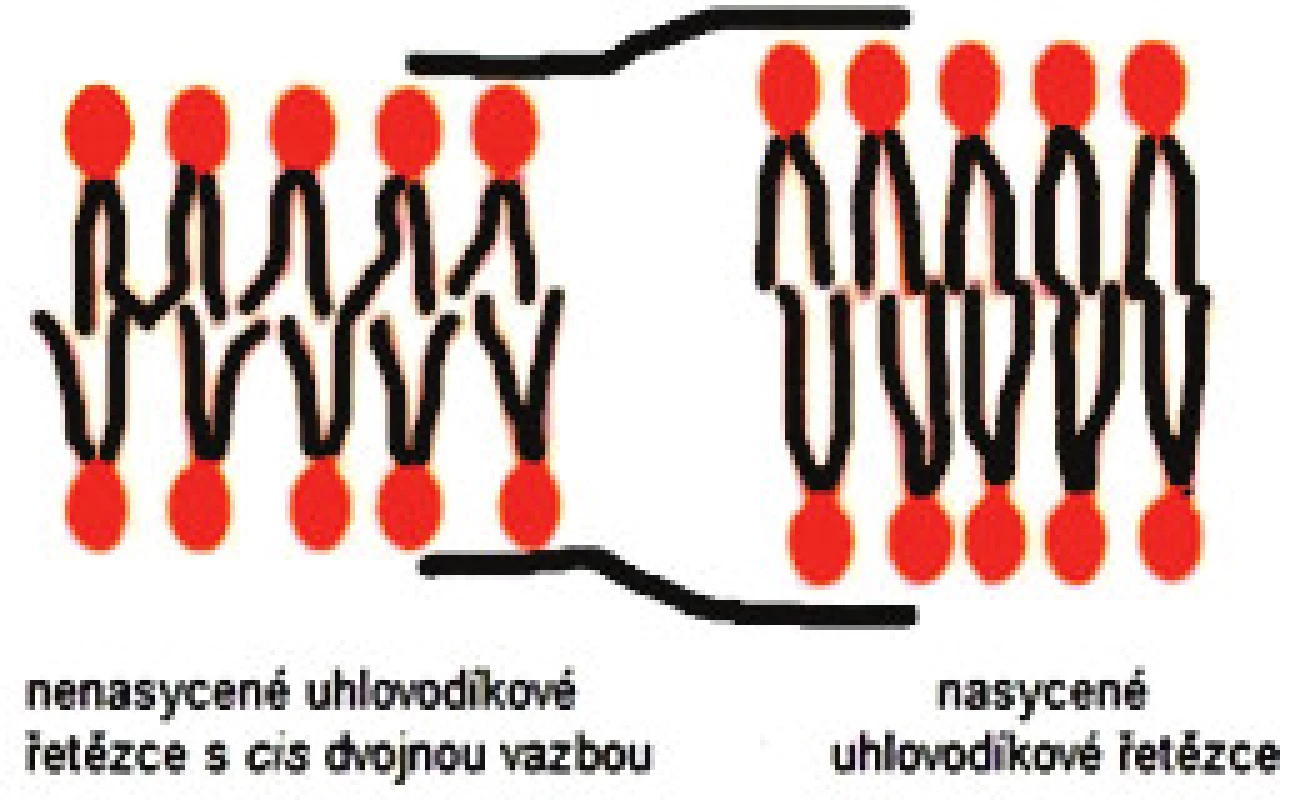 Vliv cis vazby na strukturu lipidové dvouvrstvy (převzato a upraveno z [6]).