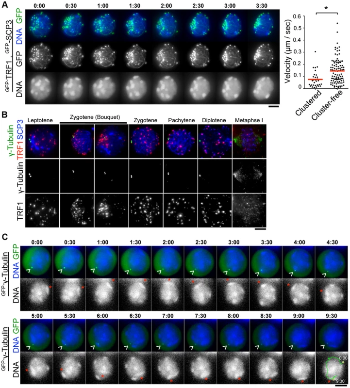 Stable MTOCs positioning during rapid chromosome movements.