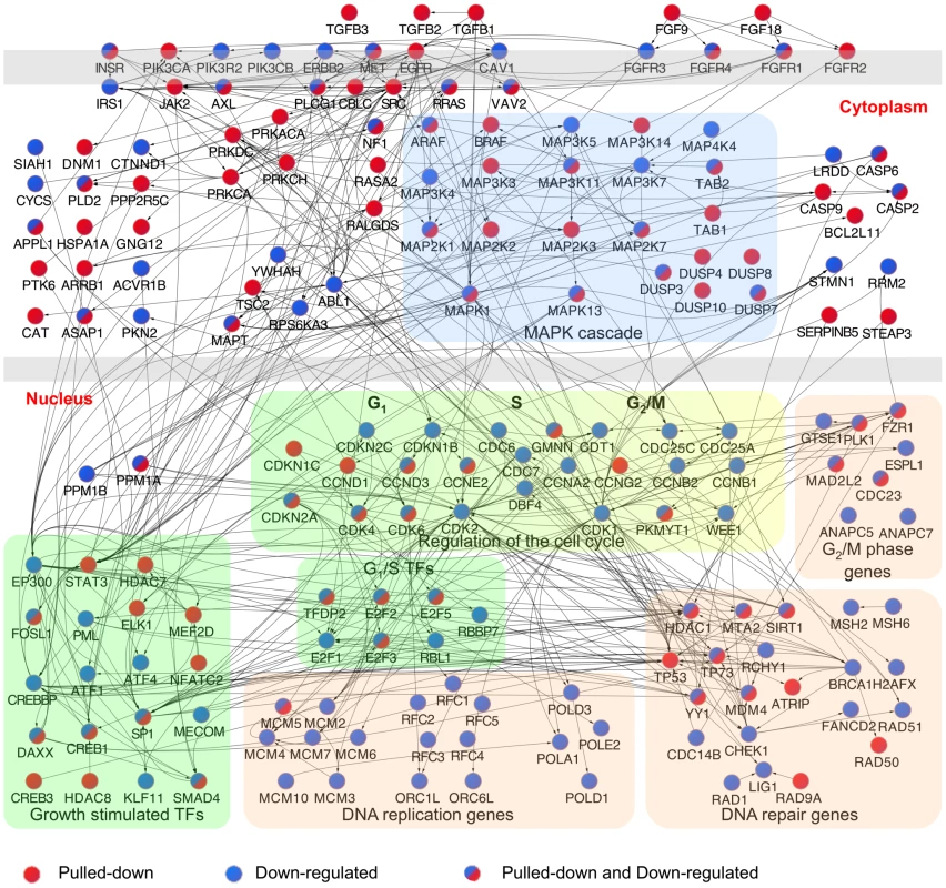 Interactome of genes in the enriched canonical pathways pulled down with Bi-miR-34a and/or down-regulated by miR-34a over-expression.