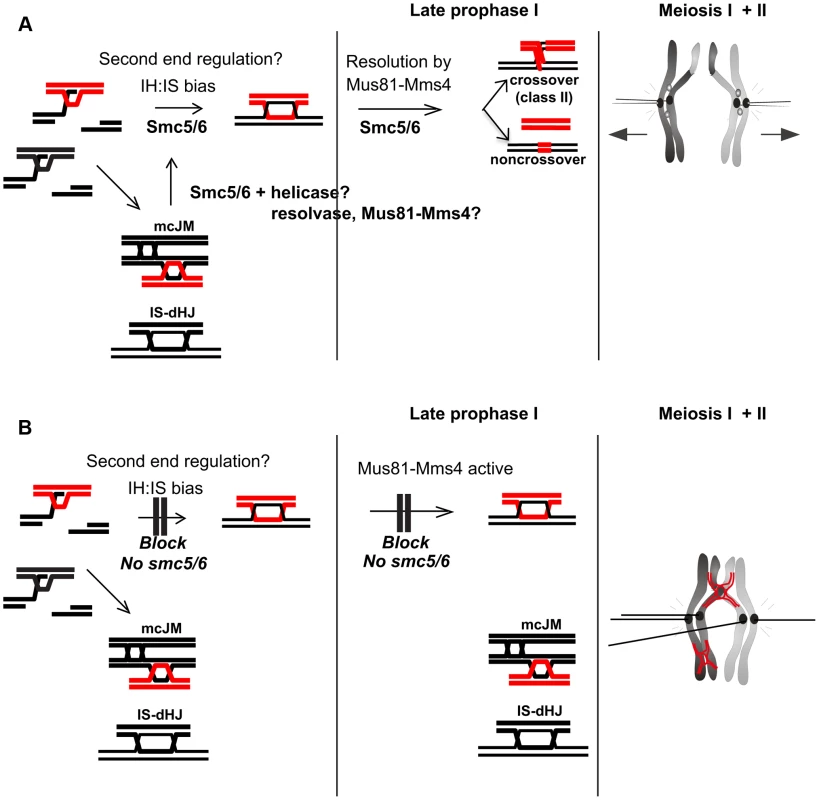 Model for Smc5/6 function during meiosis.