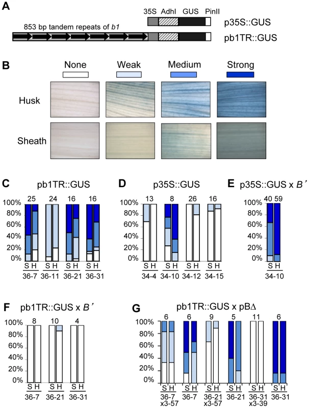 <i>b1</i> tandem repeats are sufficient to mediate transcriptional activation in maize.