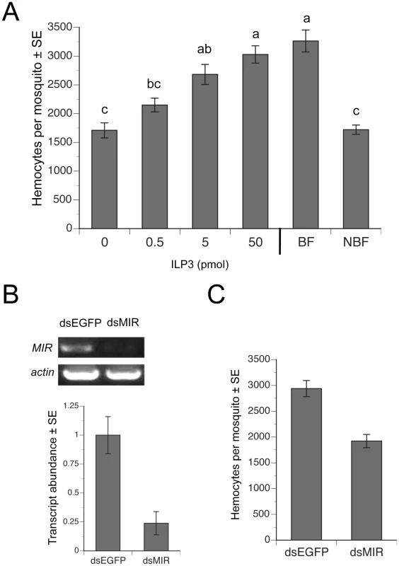 ILP3 dose-dependently rescues hemocyte abundance after decapitation while dsMIR treatment reduces hemocyte abundance.