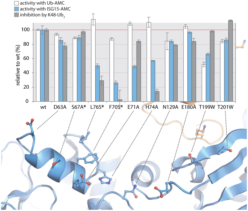 K48-Ub<sub>2</sub> and ISG15 interact with a “ridge” region on the thumb domain of PLpro.