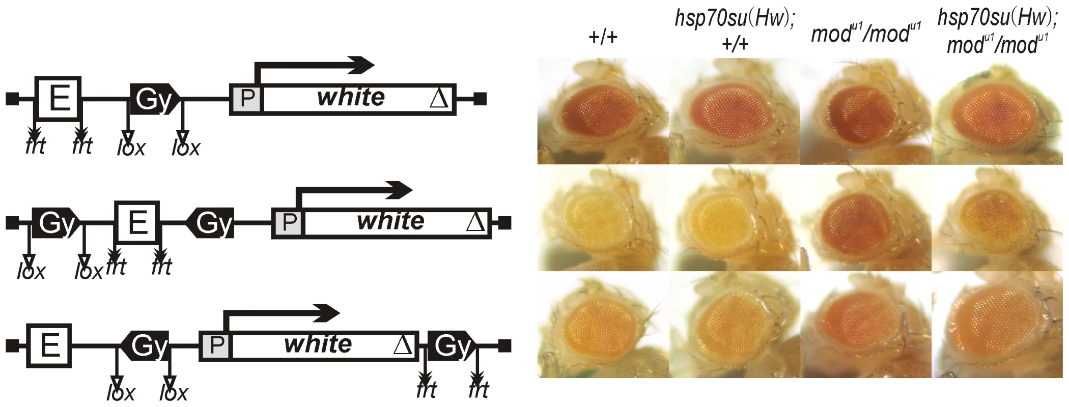 The role of Su(Hw) and Mod(mdg4)-67.2 proteins in the enhancer blocking by the <i>gypsy</i> insulator.