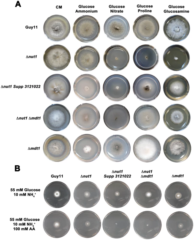 Disruption of Mdt1 function affects carbon metabolism.