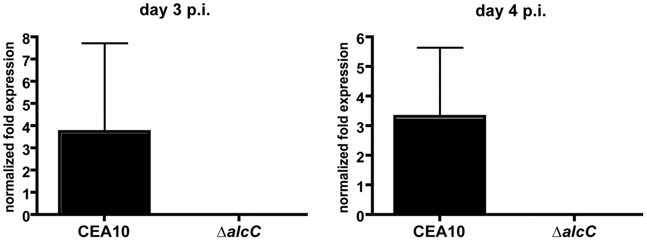 Normalized fold expression of the <i>A. fumigatus alcC</i> gene <i>in vivo</i> during fungal pathogenesis.
