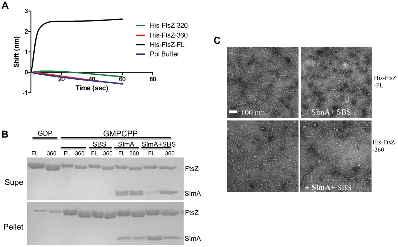 The conserved C-terminal tail of FtsZ is necessary for SlmA to bind to FtsZ and to antagonize FtsZ polymerization.