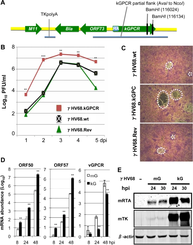 Generation and characterization of a recombinant γHV68 carrying kGPCR.