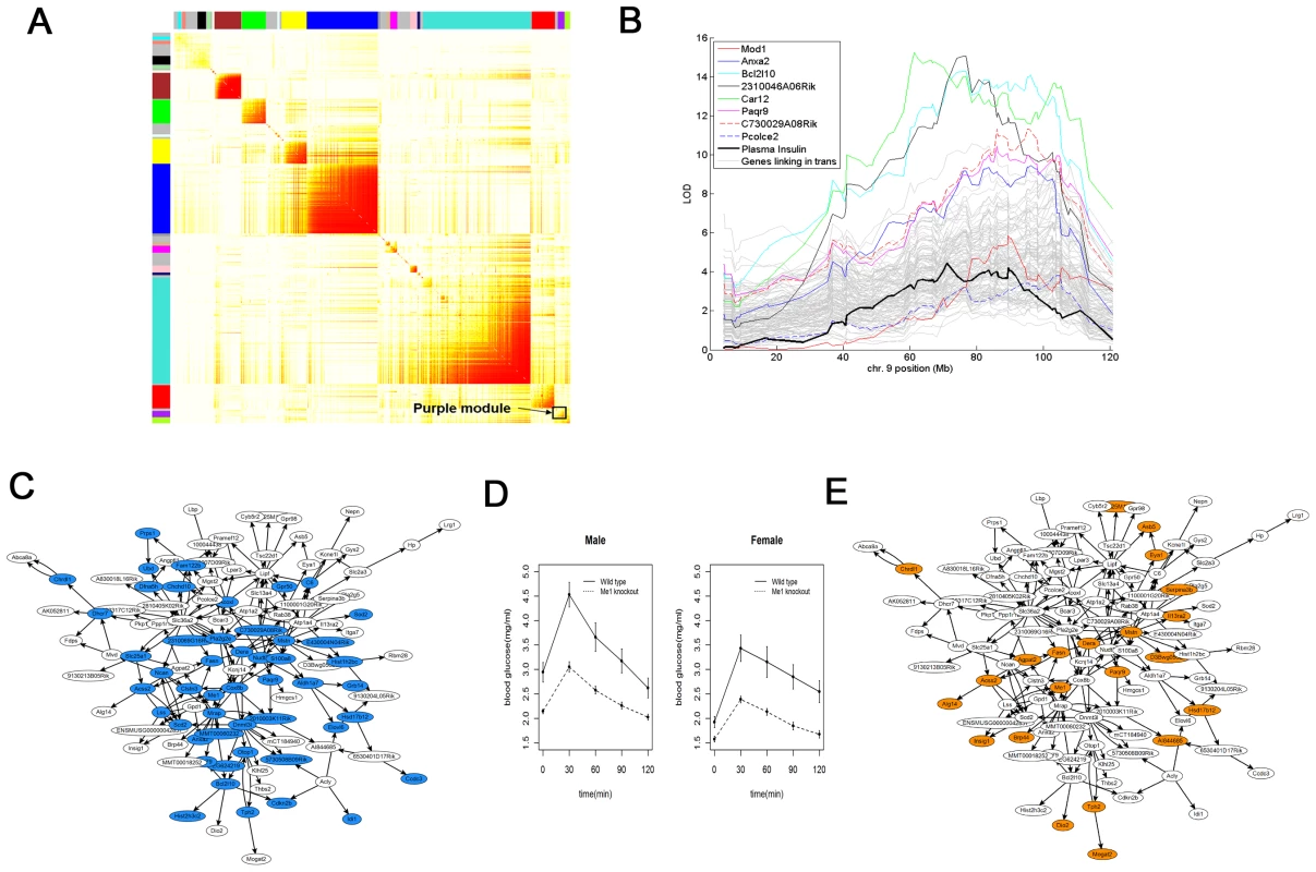 Adipose T2D causal subnetwork and human supporting evidence.