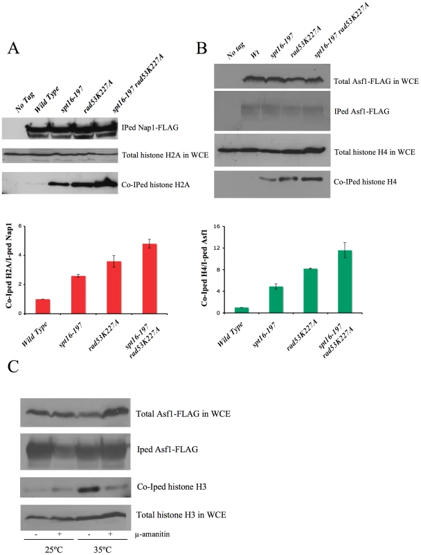 FACT dysfunction causes a transcription-dependent accumulation of free histones.